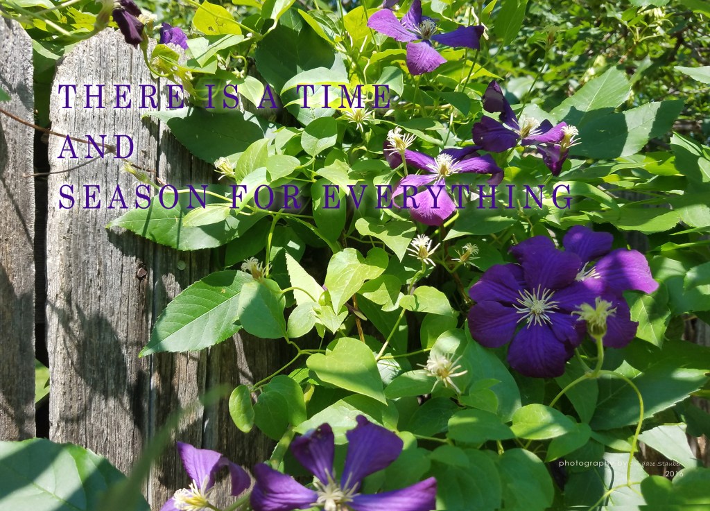 Flower of the Day: 10.10.2016 |&nbsp;Clematis