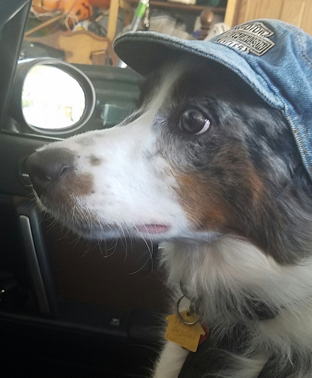 Oberon’s Antics -9.26.2016