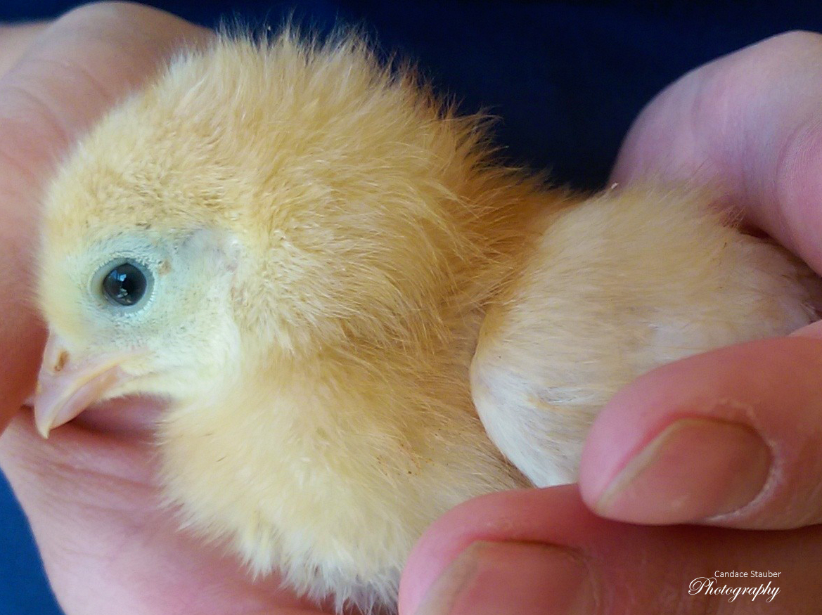 dayoldchick_20151016_021