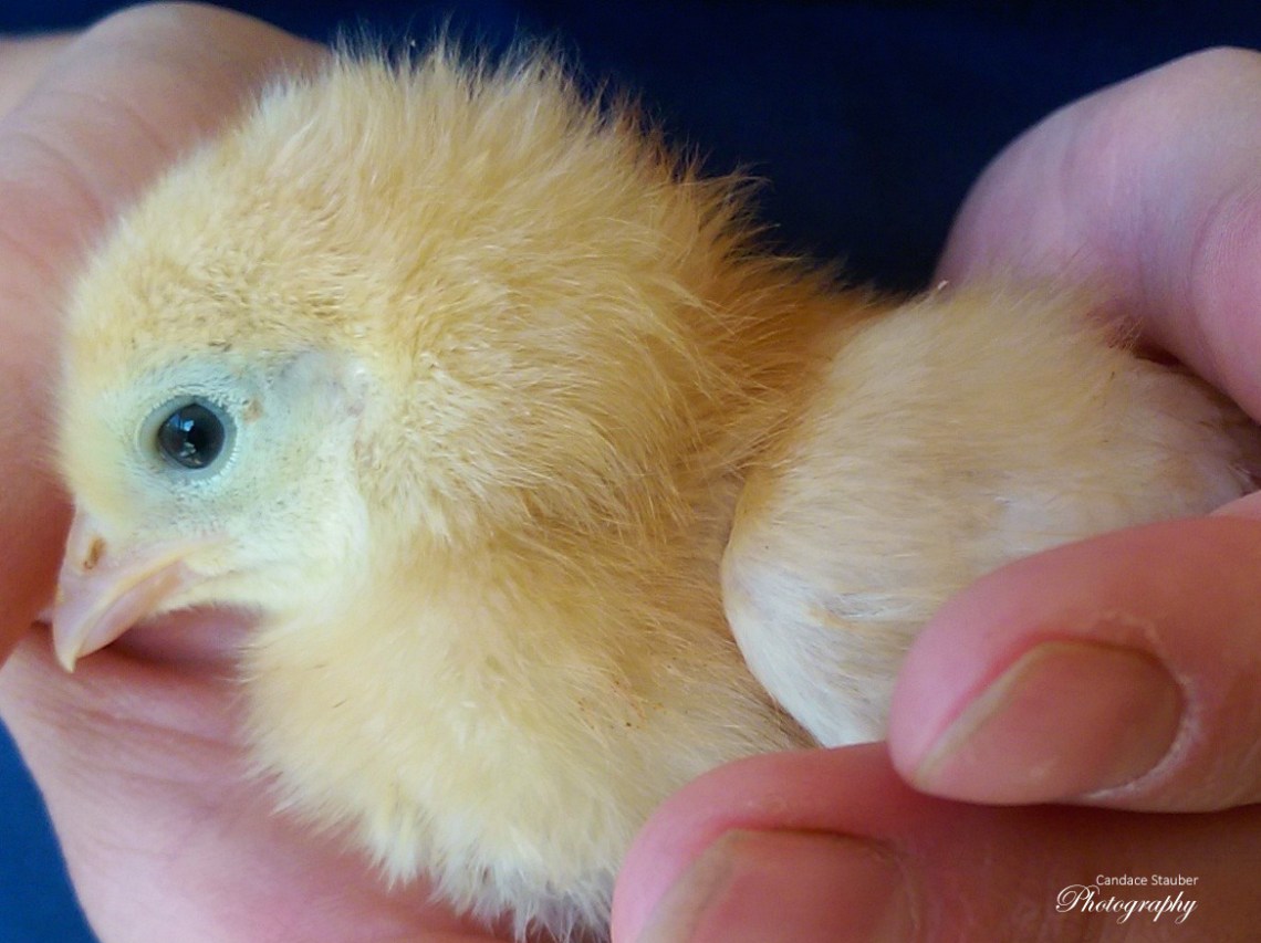 dayoldchick_20151016_021