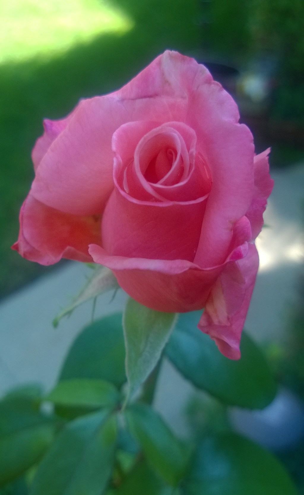 Flower of the Day -September 17,&nbsp;2016