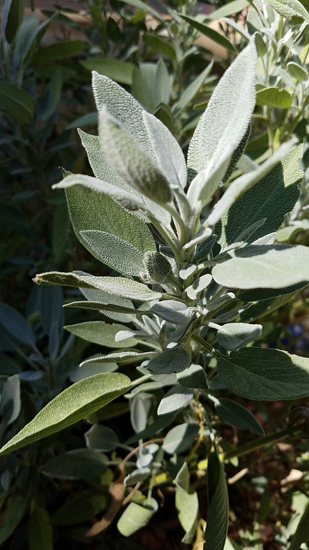 Cee’s Fun Foto Challenge: Light&nbsp;Greens