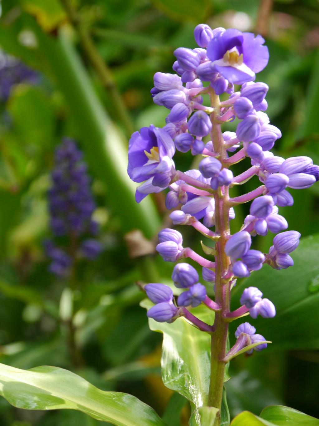 Flower of the Day – September 29,&nbsp;2016