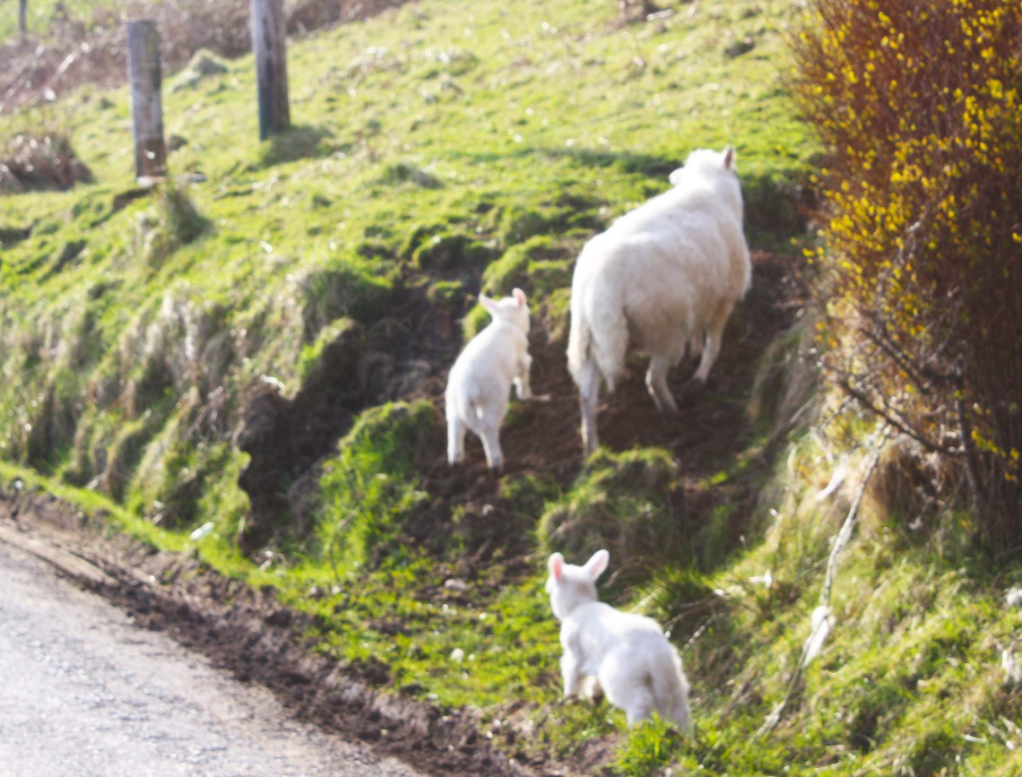 20090403_sheepontheroad