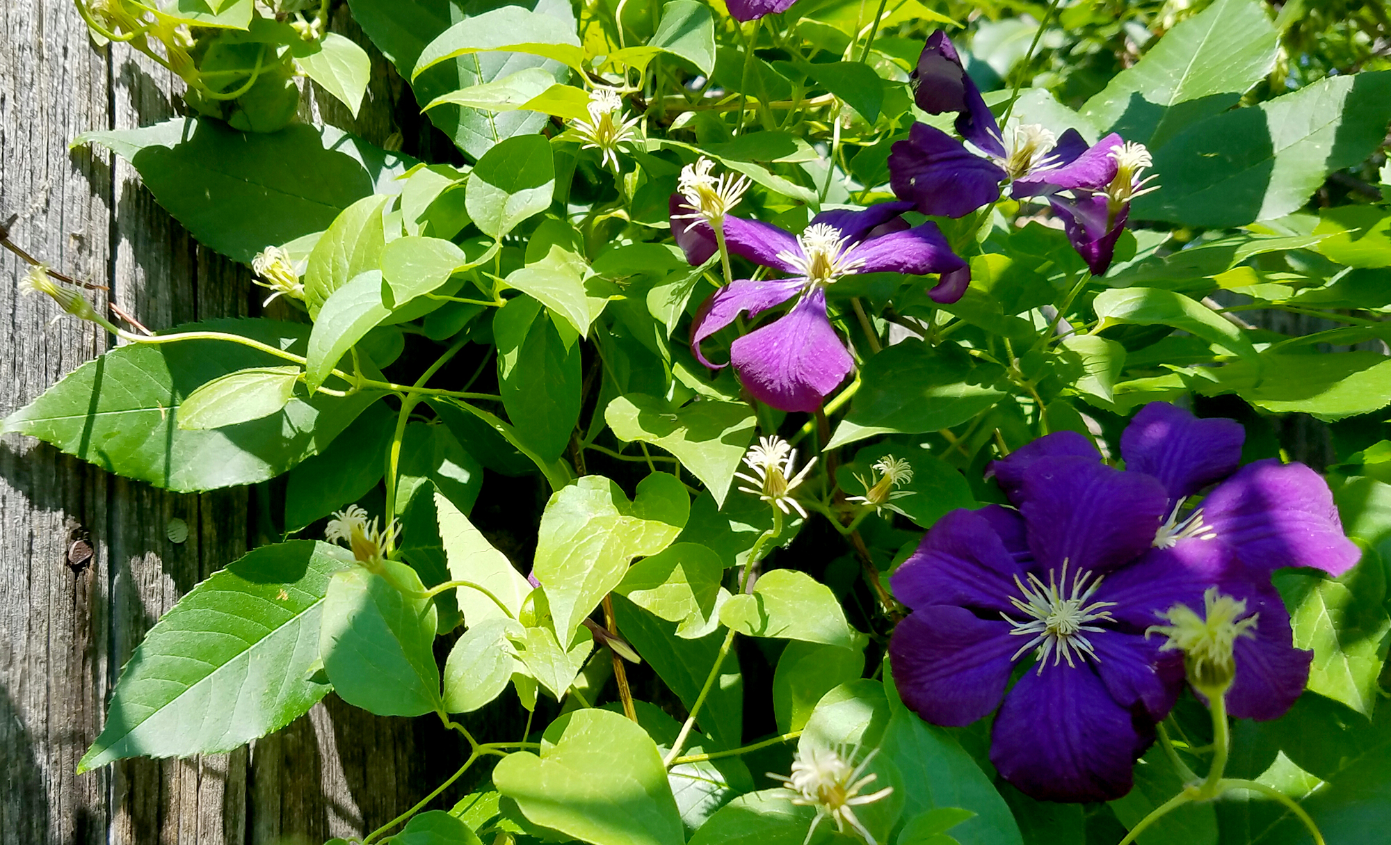 20160628_clematis