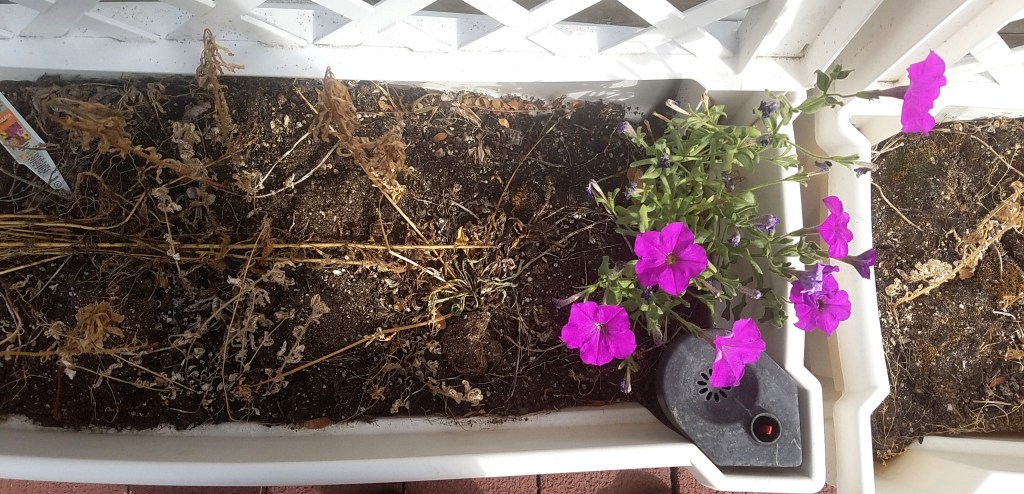 Sad Commentary on My&nbsp;Gardening