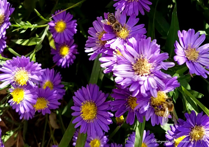 Flower of the Day – October 3, 2016 – Daisy&nbsp;Mums