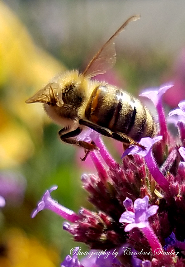 20161022_184145-macrobee-takeoff