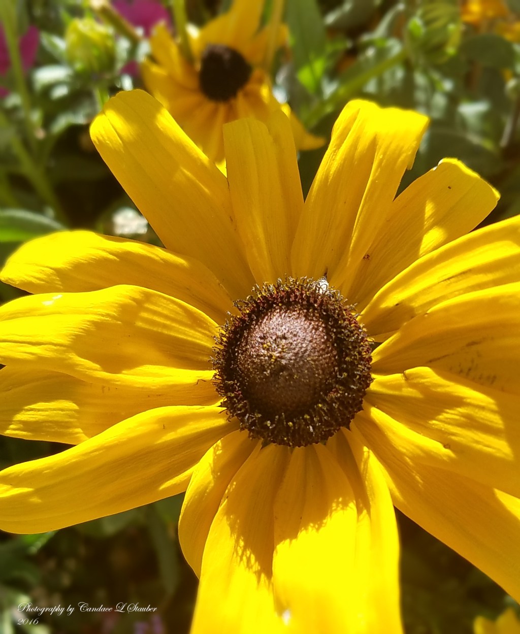 Flower of the Day – October 23, 2016-Black Eyed&nbsp;Susan