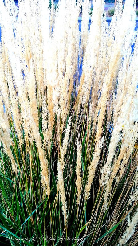 20161023_184246grasses