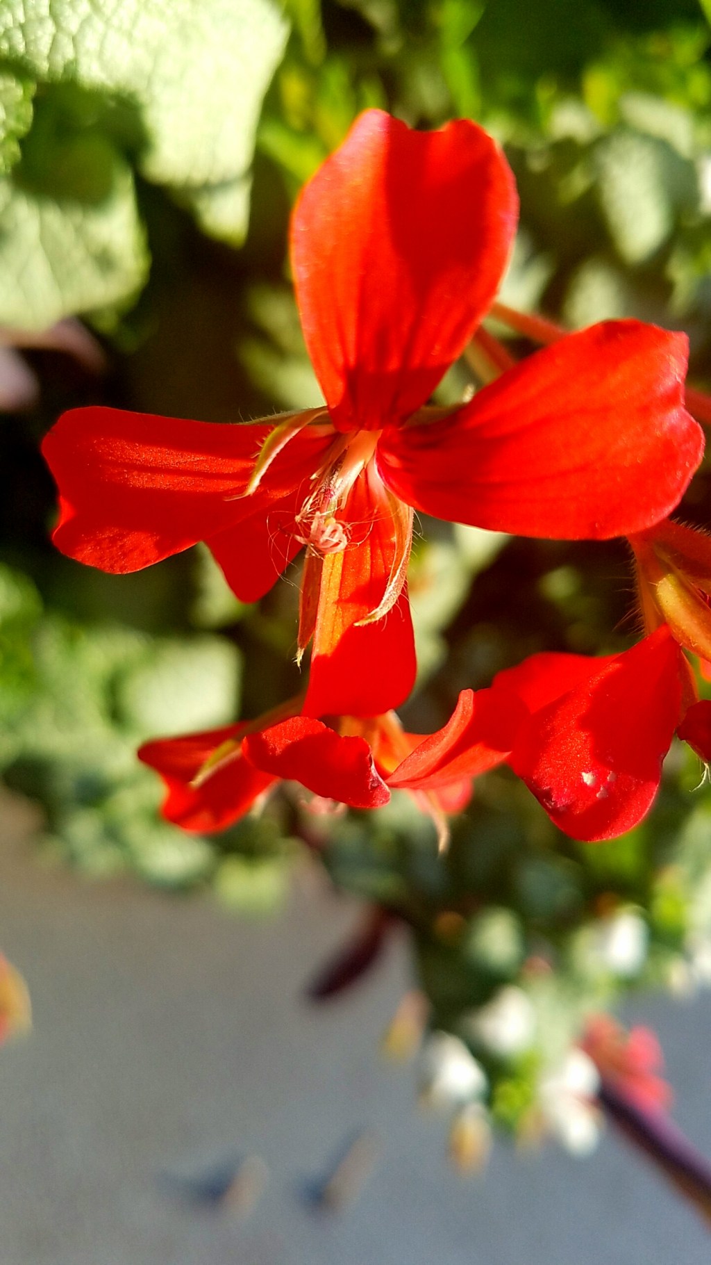 Flower of the Day – October 24,2016-Geranium