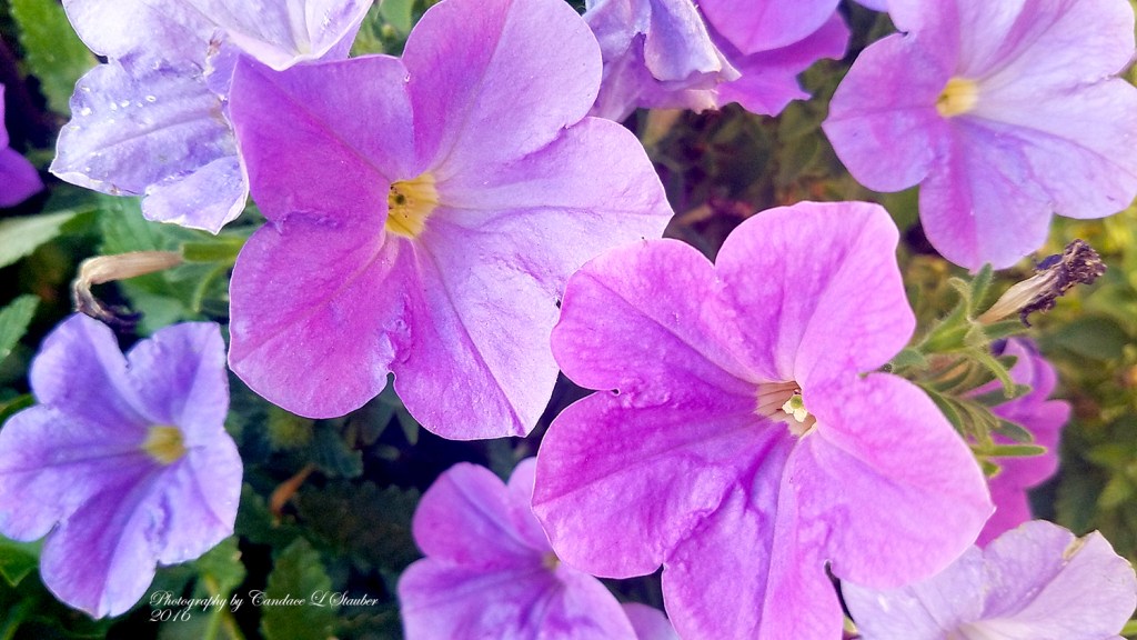 Flower of the Day-Purple&nbsp;Petunia