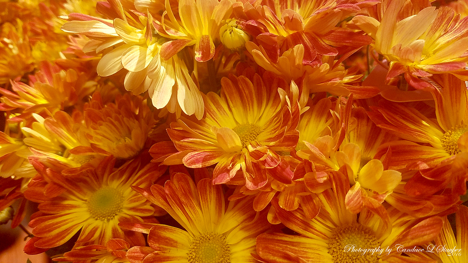20161024_mums