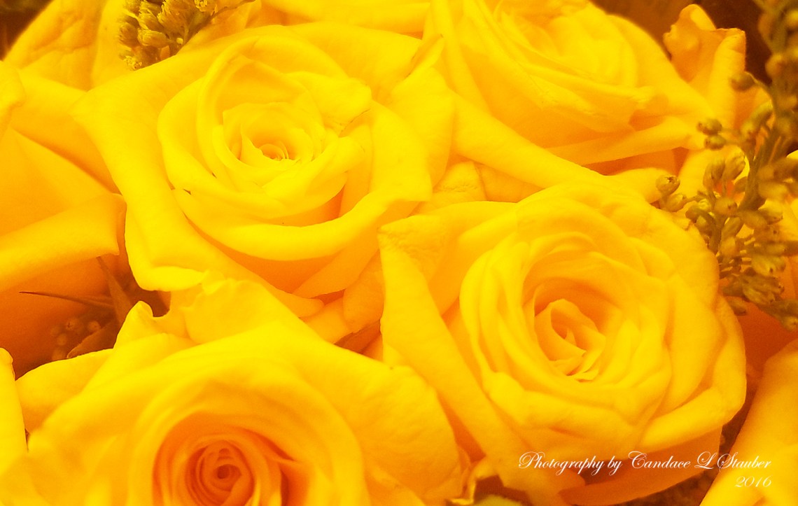 20161024_yellowroses1500