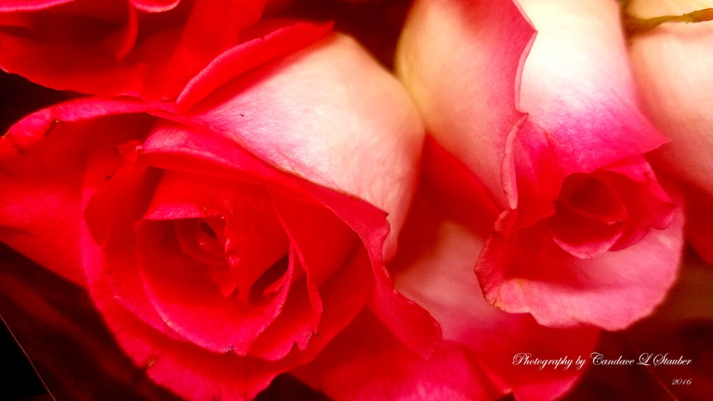 Flower of the&nbsp;Day-Gratitude