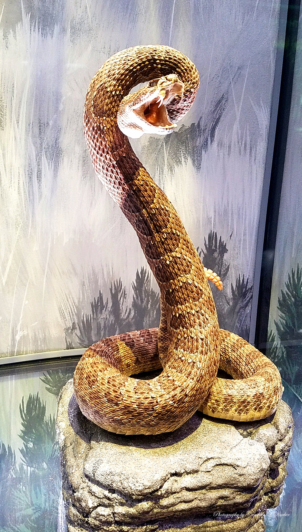 Cee’s Odd Ball Photo Challenge: 2016 Week&nbsp;43