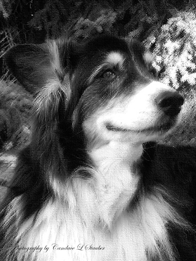 The Face of My Loyal&nbsp;Friend