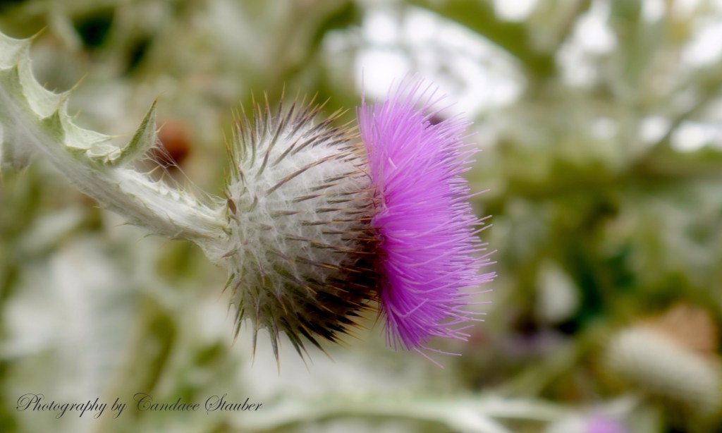 Flower of the Day – October 21, 2016 –Scotland’s Thistle