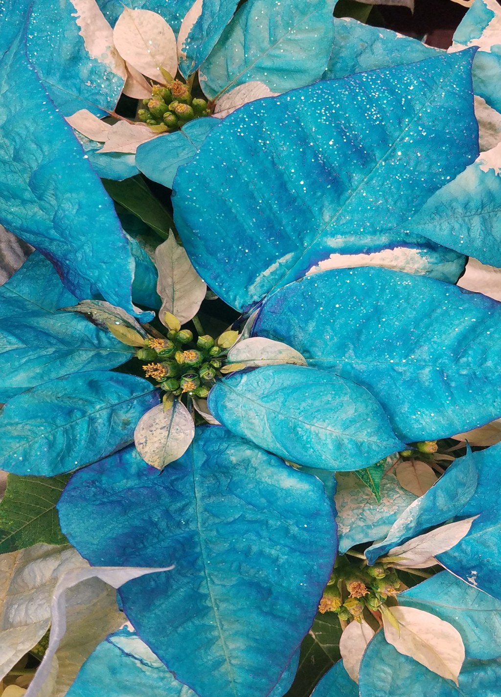 Photo Challenge –  It’s Not This Time of Year&nbsp;Without…