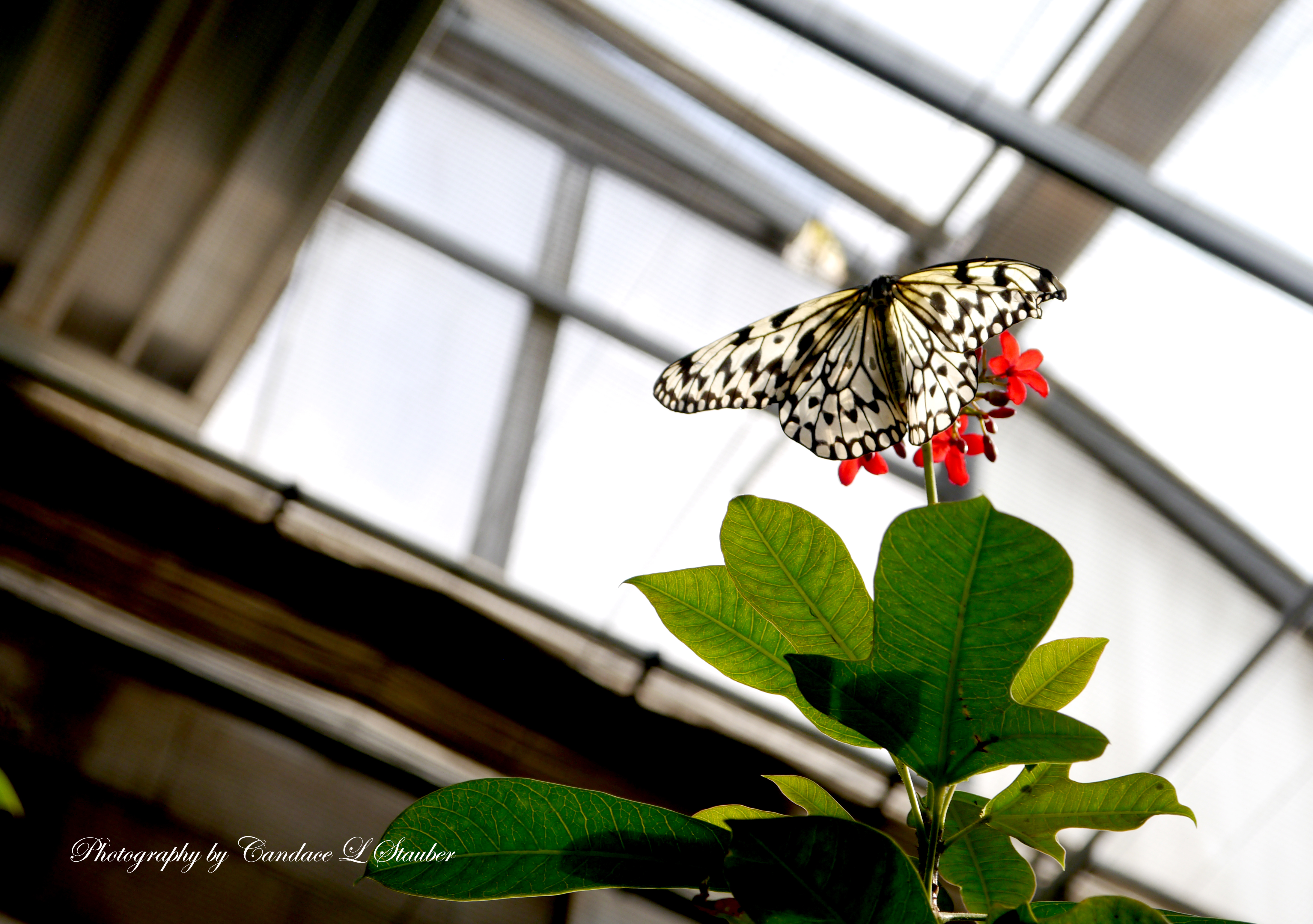 2016-09-20_butterflywindow