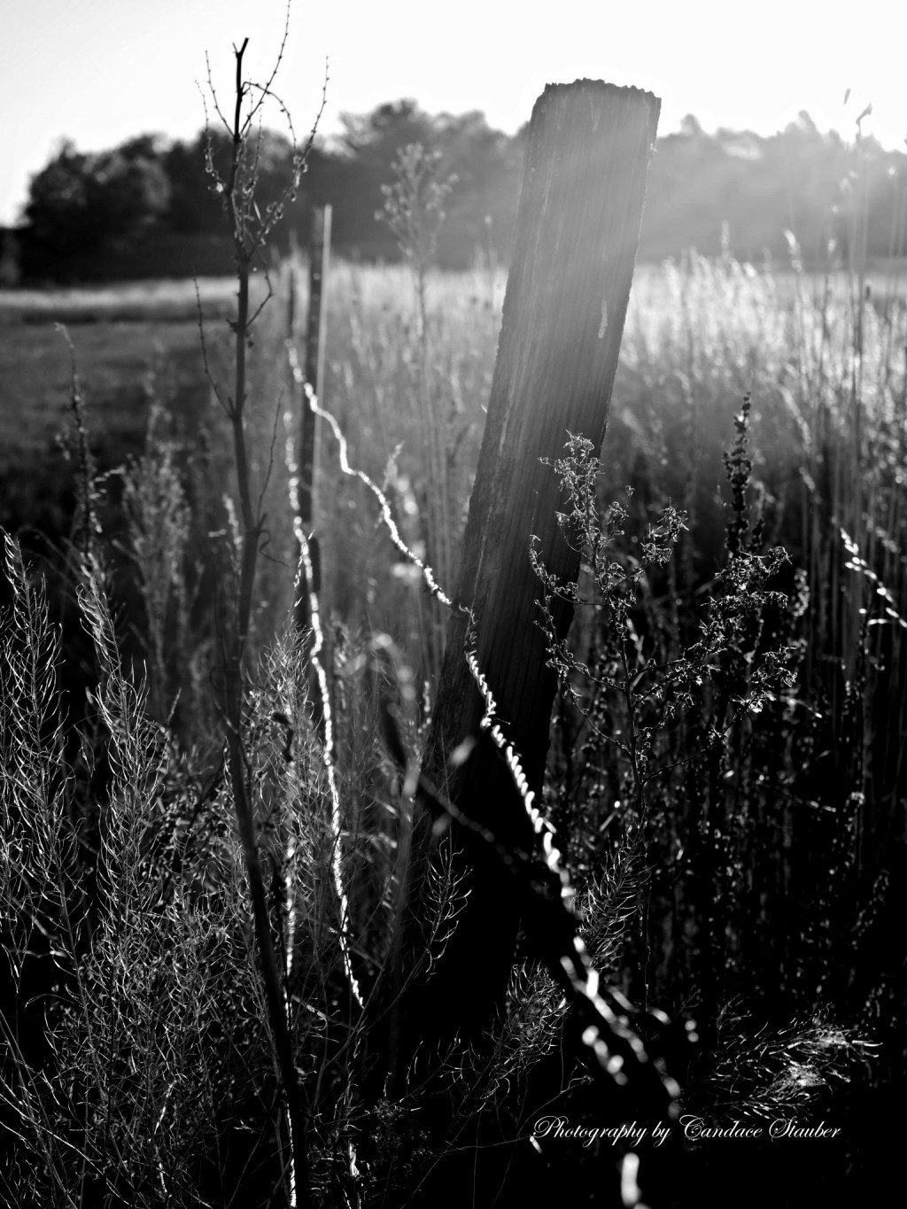 Black and White&nbsp;Tuesday