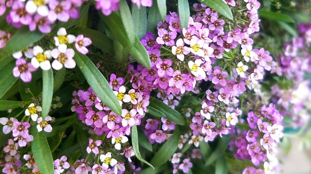 Flower of the Day – November 1,&nbsp;2016