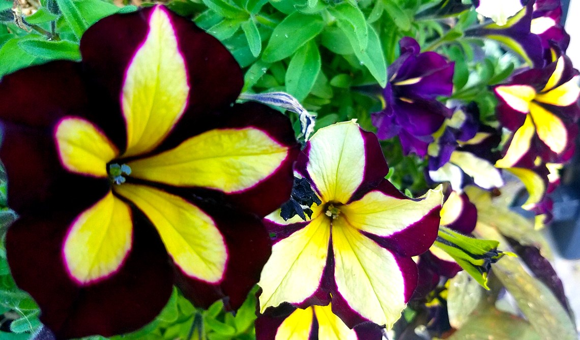 20161023_petunia1000