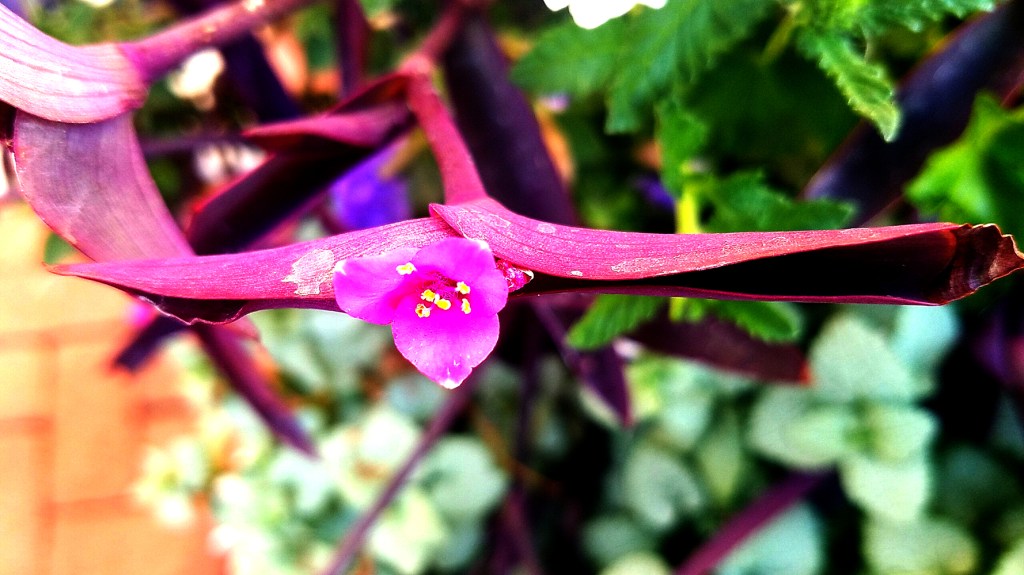 Flower of the Day – November 19, 2016 –Wandering&nbsp;Jew