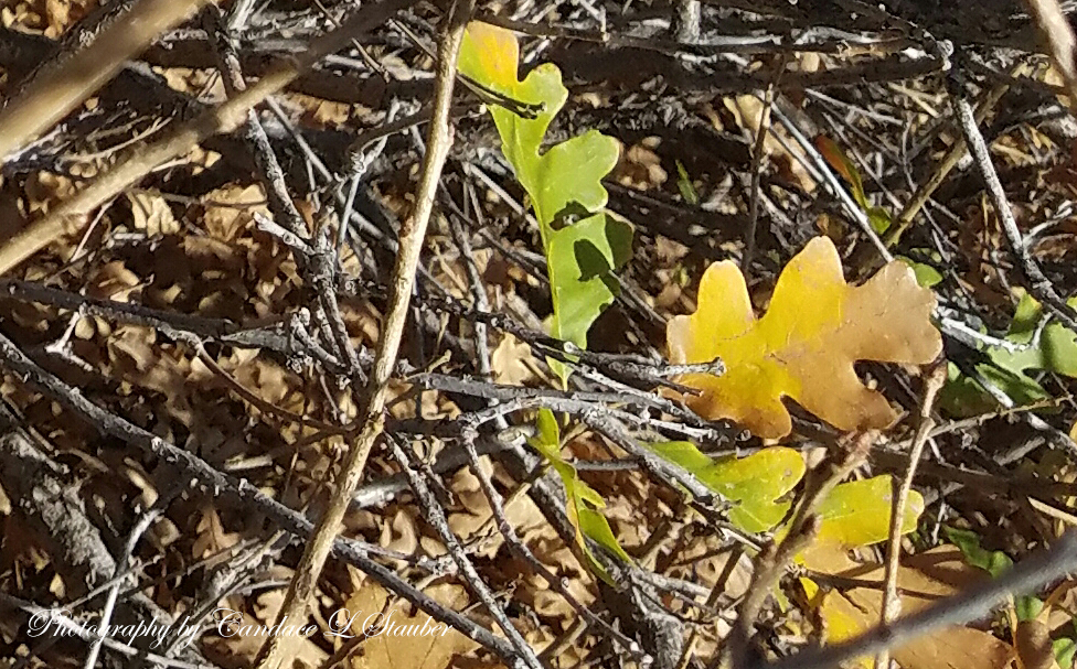 Wordless Wednesday 11.02.2016