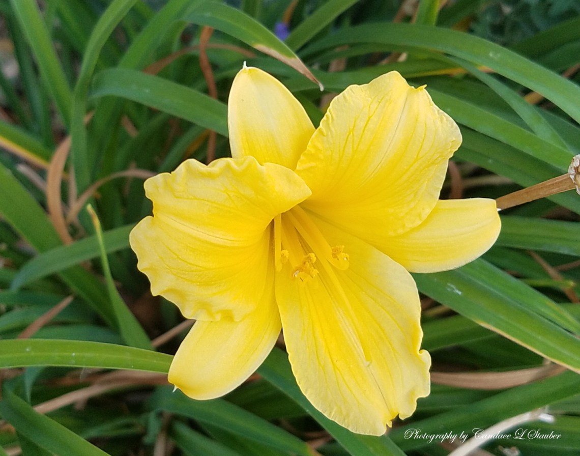 20161102_daylily2