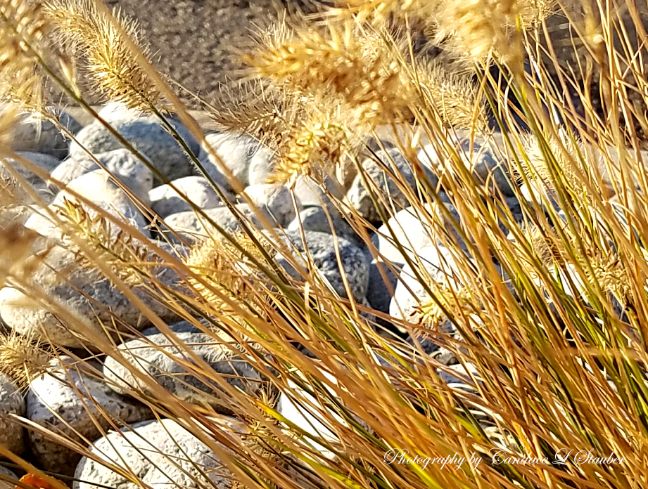 20161102_decorativegrass3