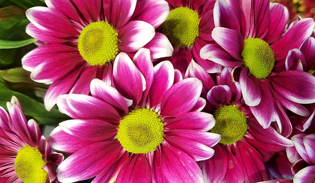 Flower of the Day – November 2, 2016 –&nbsp;Chrysanthemums