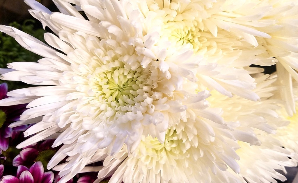 Flower of the Day – November 4, 2016-Chrysanthemums