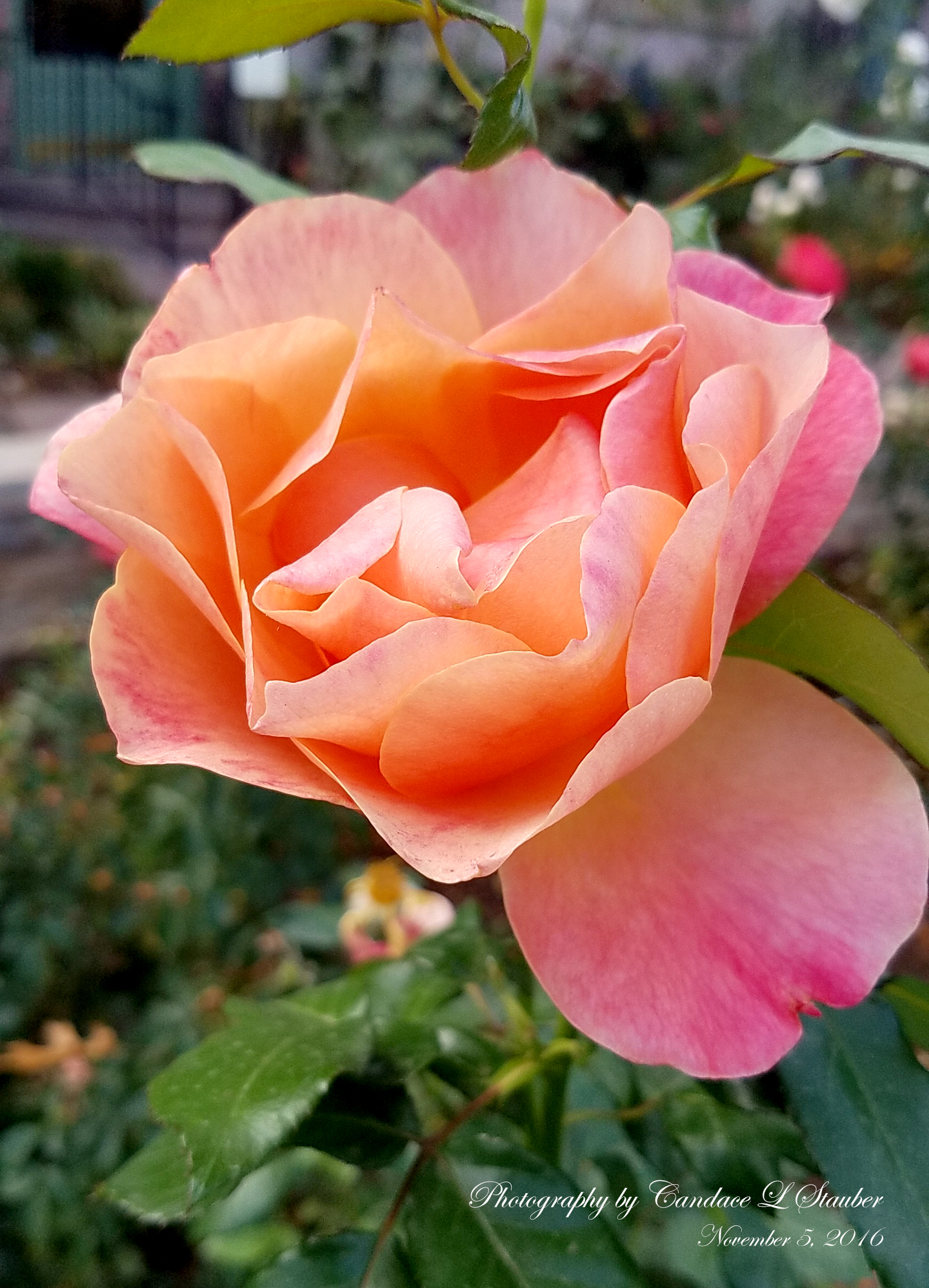 20161105_092453-rosedbg