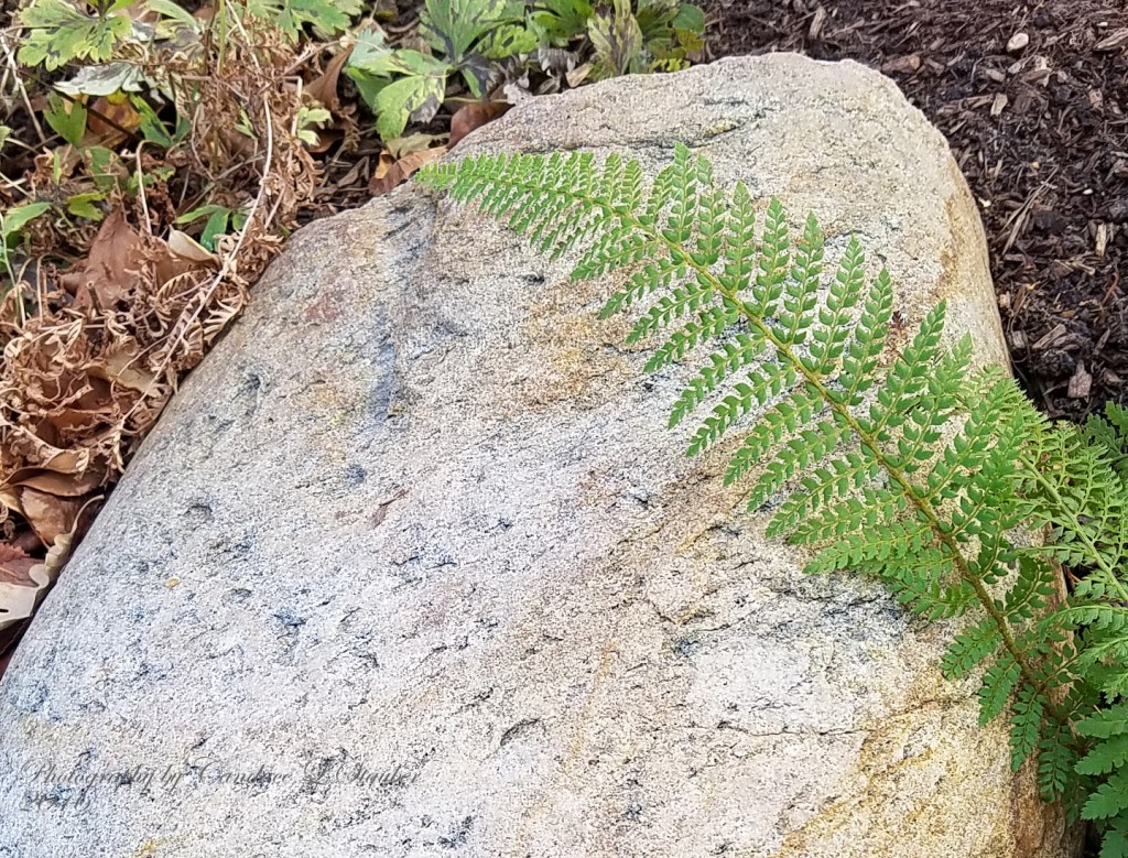 Mundane Monday Challenge&nbsp;#85