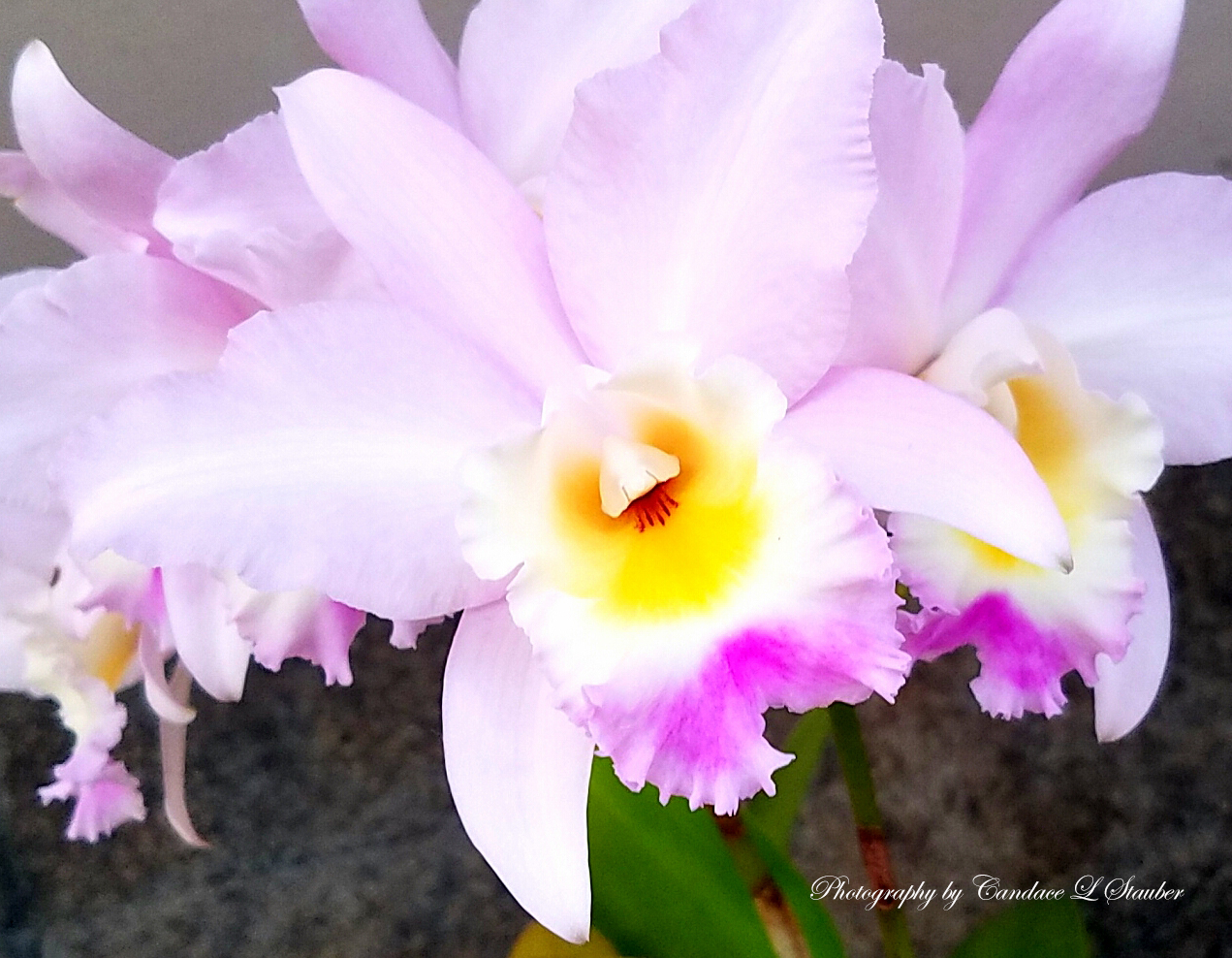 20161105_160853-orchid