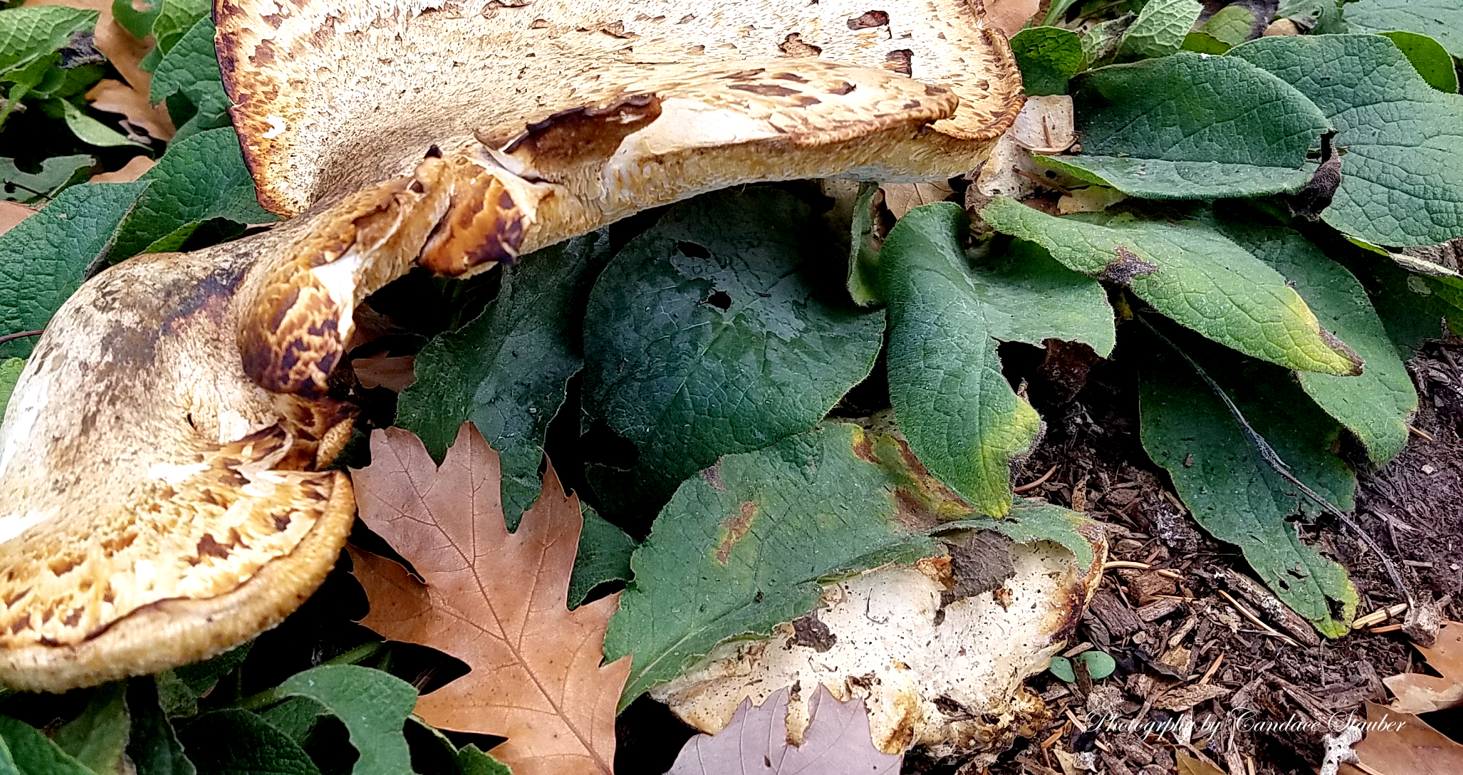 20161105_dbg-fungi-1