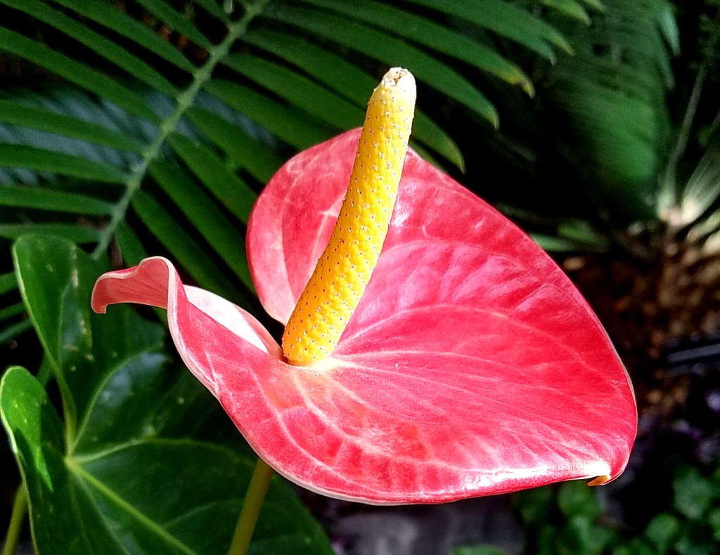 Flower of the Day – November 28,&nbsp;2016