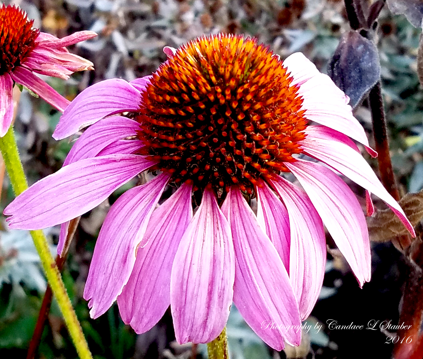 20161105_echinecha1-dbg