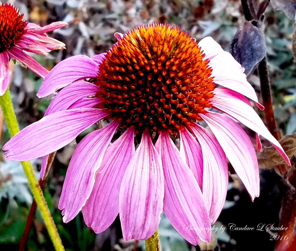 Flower of the Day – November 11,&nbsp;2016-Echinacea