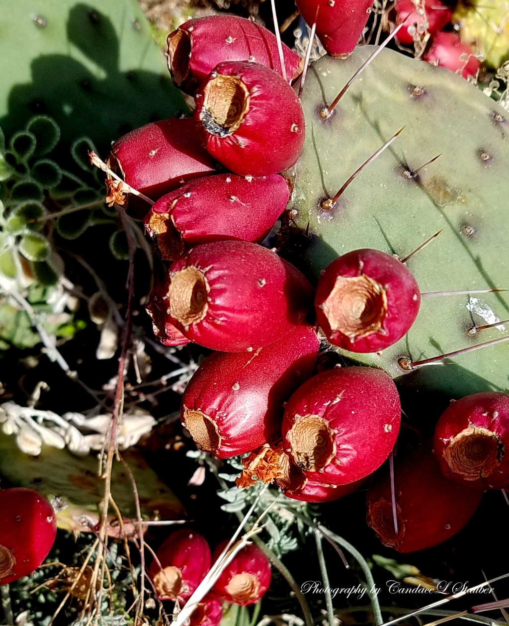 Flower of the Day – November 29, 2016 –Prickly Pear&nbsp;Cactus