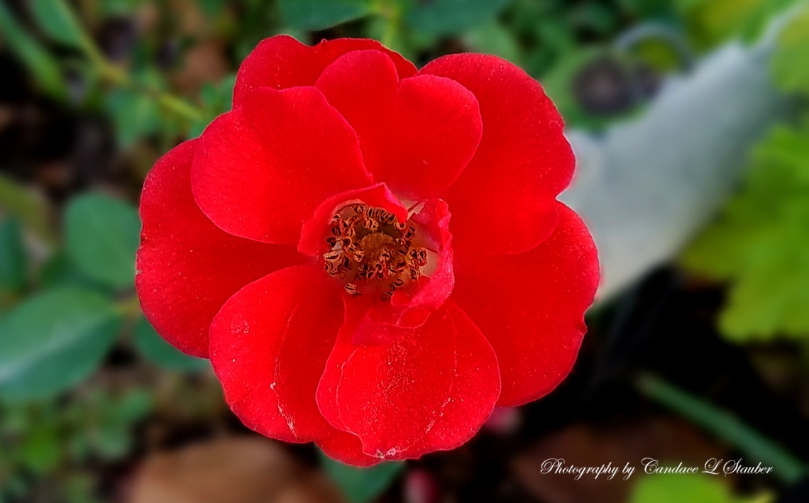 20161105_rosapoulharm