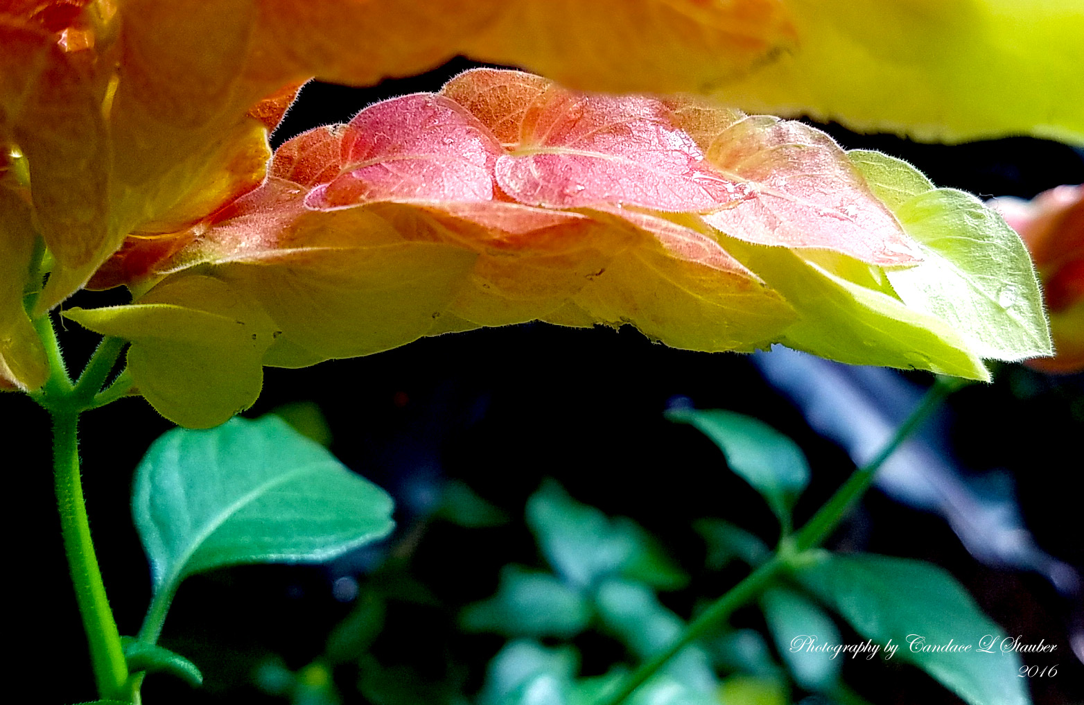 20161105_shrimpplant