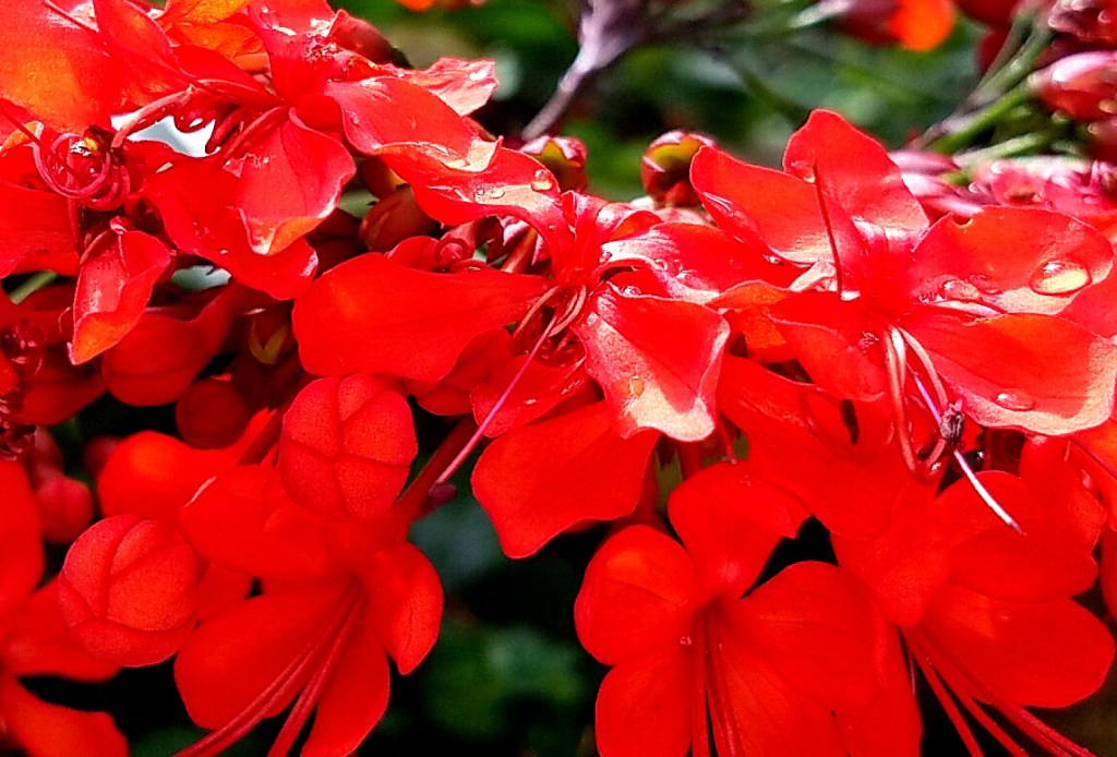 Flower of the Day – November 30, 2016 –Tropical&nbsp;Reds