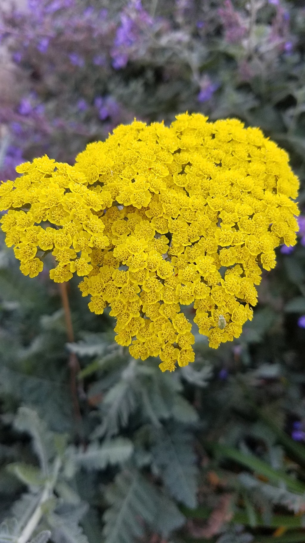 Flower of the Day – November 14, 2016 -Yarrow with a&nbsp;hitchhiker