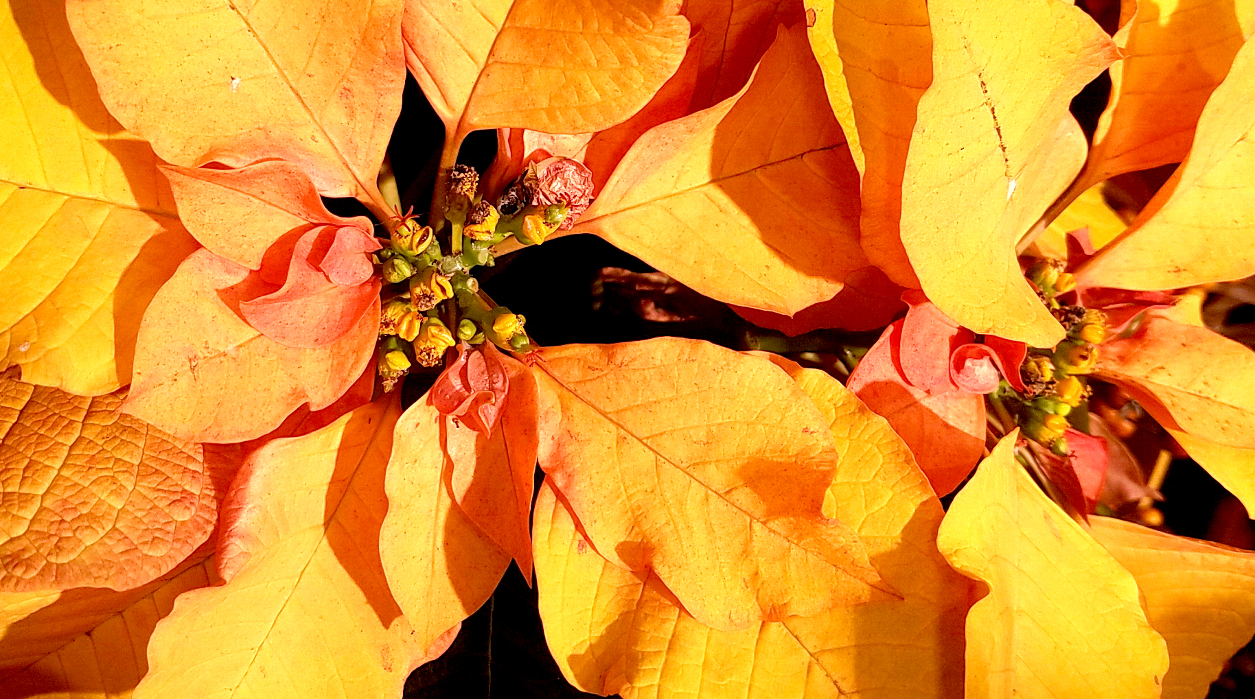 20161115_114211yellowpoinsettia
