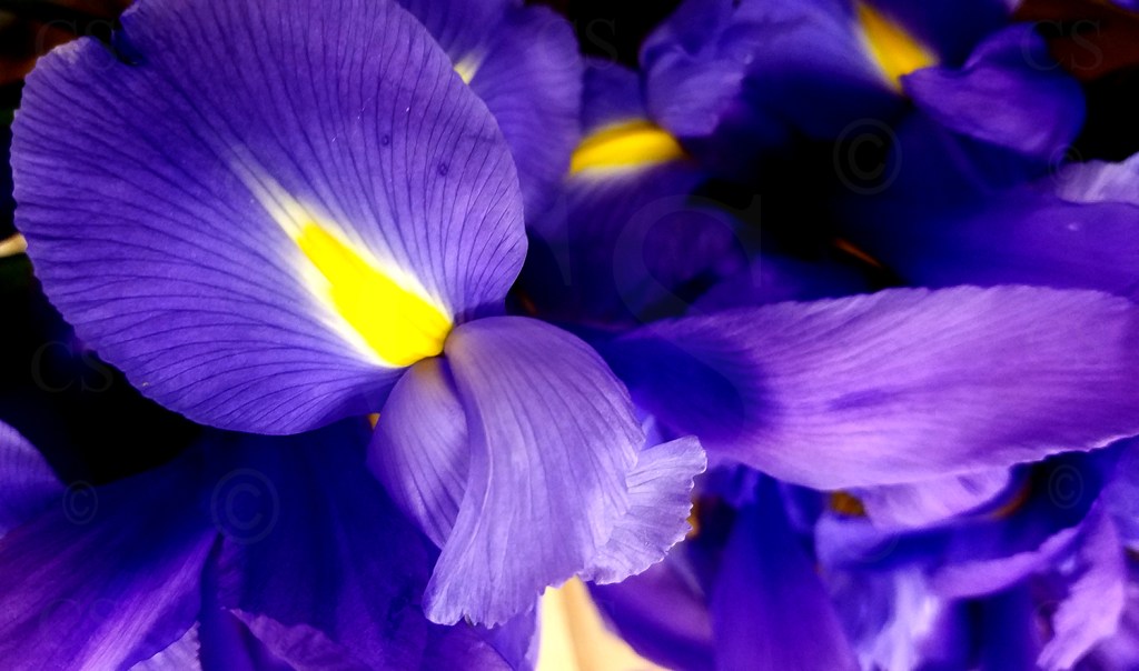 Flower of the Day – December 1, 2016&nbsp;–Iris