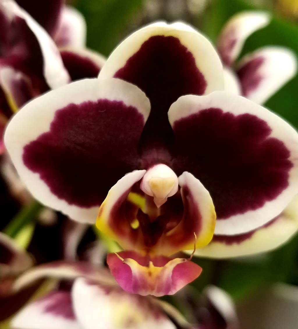 Flower of the Day – November 25,&nbsp;2016