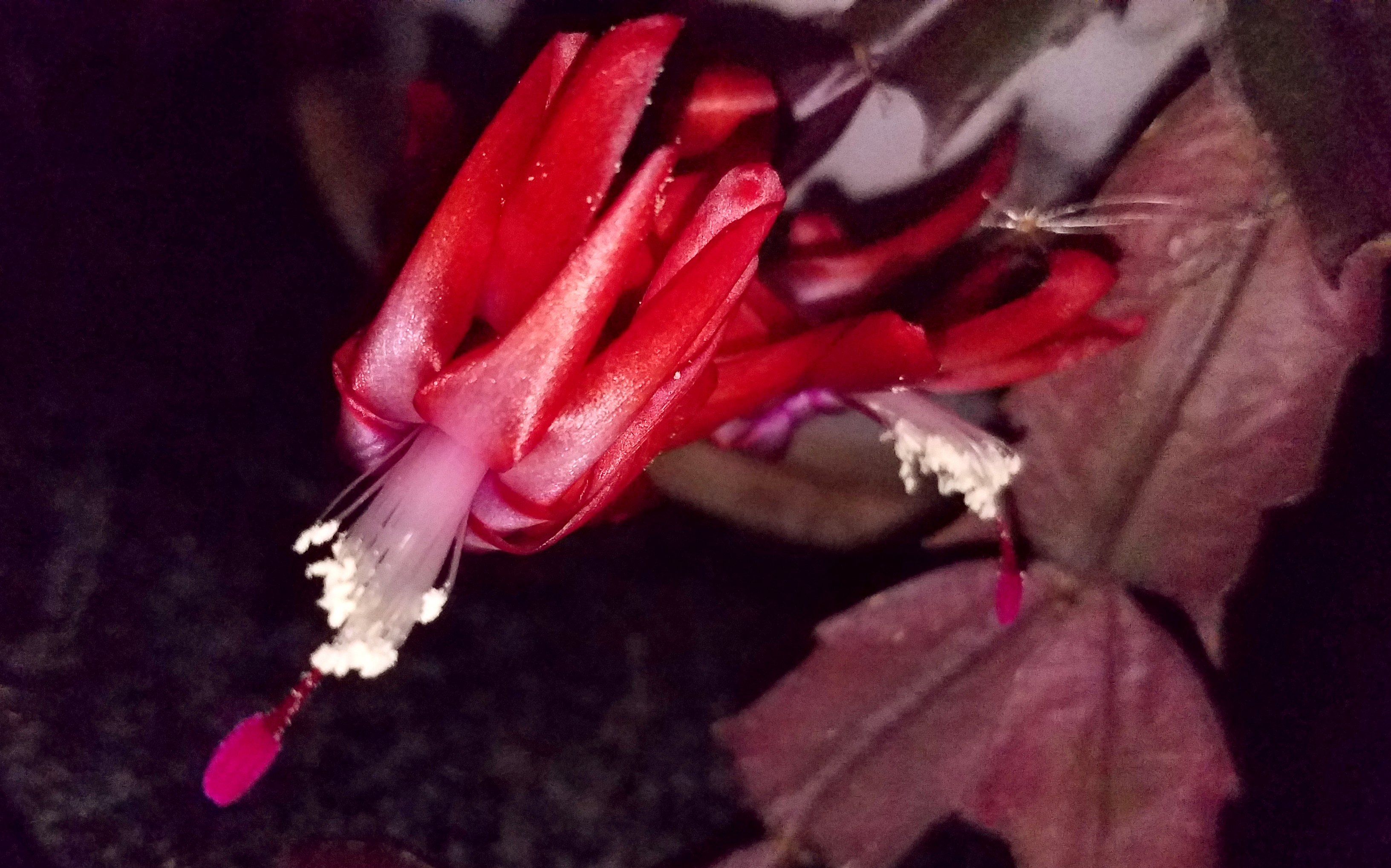 20161123_thanksgivingcactus