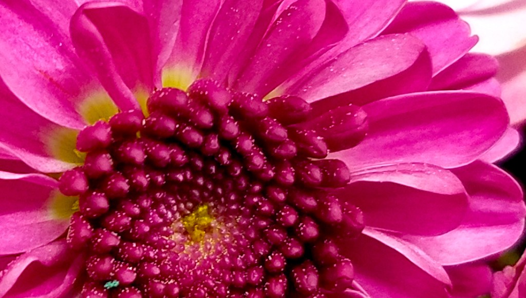 Flower of the Day – November 27, 2016 – The Color&nbsp;Purple